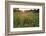 Sunset on Texas wildflowers-Larry Ditto-Framed Photographic Print