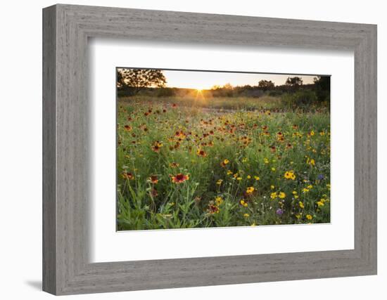 Sunset on Texas wildflowers-Larry Ditto-Framed Photographic Print