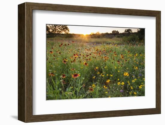 Sunset on Texas wildflowers-Larry Ditto-Framed Photographic Print