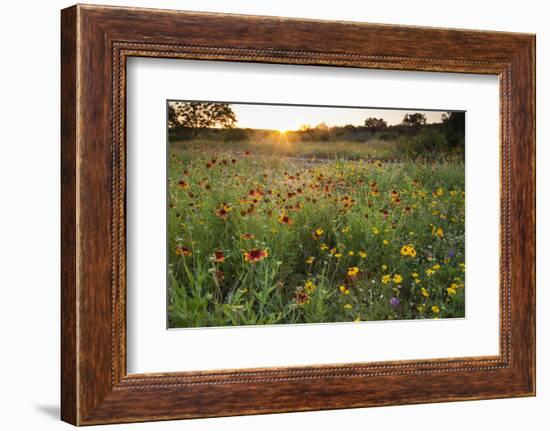 Sunset on Texas wildflowers-Larry Ditto-Framed Photographic Print