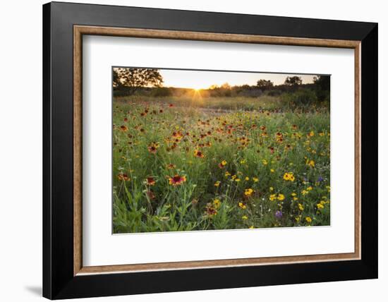 Sunset on Texas wildflowers-Larry Ditto-Framed Photographic Print