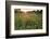 Sunset on Texas wildflowers-Larry Ditto-Framed Photographic Print