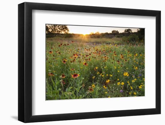 Sunset on Texas wildflowers-Larry Ditto-Framed Photographic Print