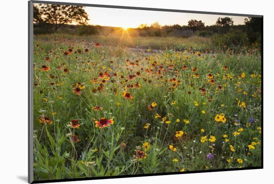 Sunset on Texas wildflowers-Larry Ditto-Mounted Photographic Print