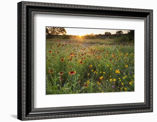 Sunset on Texas wildflowers-Larry Ditto-Framed Photographic Print