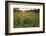 Sunset on Texas wildflowers-Larry Ditto-Framed Photographic Print