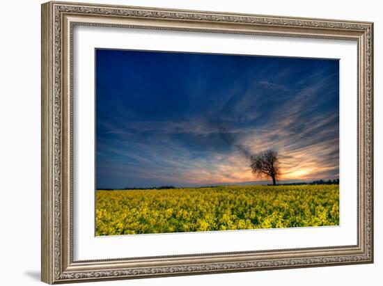 Sunset over a Field of Rapeseed, Near Risley in Derbyshire England UK-Tracey Whitefoot-Framed Photographic Print