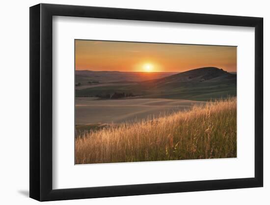 Sunset over rolling hills and farmland of Palouse Region, Washington State.-Alan Majchrowicz-Framed Photographic Print