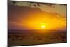 Sunset over Serengeti National Park-null-Mounted Photographic Print