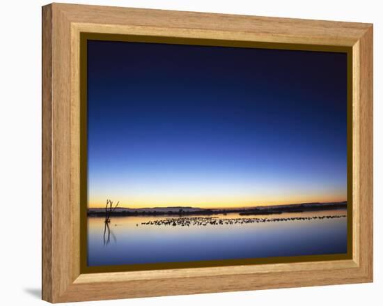 Sunset over Snow Geese on Water-Arthur Morris-Framed Premier Image Canvas