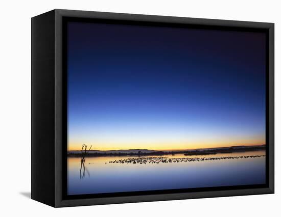 Sunset over Snow Geese on Water-Arthur Morris-Framed Premier Image Canvas