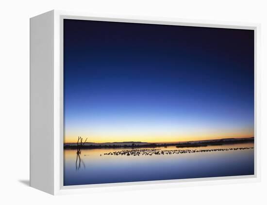 Sunset over Snow Geese on Water-Arthur Morris-Framed Premier Image Canvas