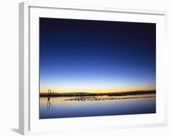 Sunset over Snow Geese on Water-Arthur Morris-Framed Photographic Print