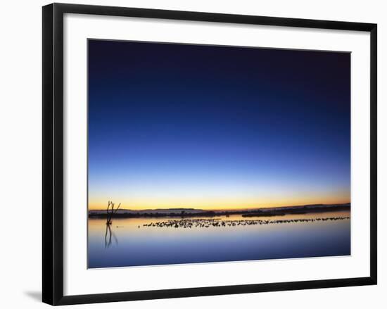 Sunset over Snow Geese on Water-Arthur Morris-Framed Photographic Print