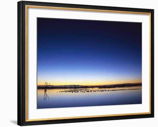 Sunset over Snow Geese on Water-Arthur Morris-Framed Photographic Print