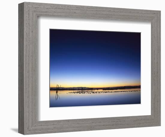 Sunset over Snow Geese on Water-Arthur Morris-Framed Photographic Print