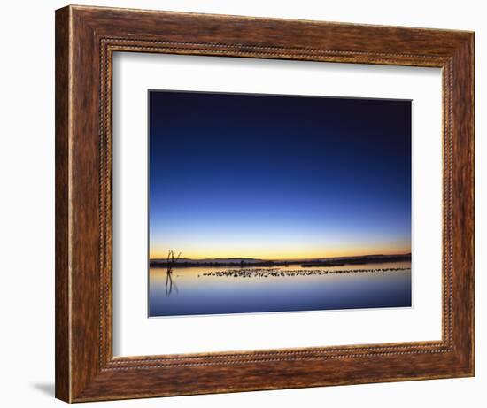 Sunset over Snow Geese on Water-Arthur Morris-Framed Photographic Print