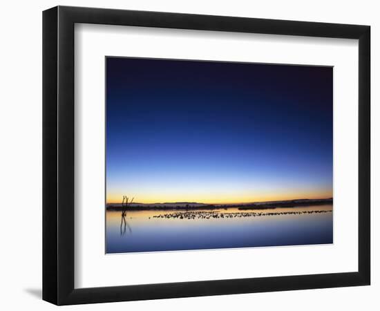 Sunset over Snow Geese on Water-Arthur Morris-Framed Photographic Print