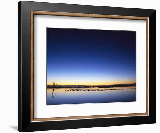 Sunset over Snow Geese on Water-Arthur Morris-Framed Photographic Print