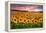 Sunset Over Sunflower Field-Philippe Sainte-Laudy-Framed Premier Image Canvas