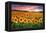 Sunset Over Sunflower Field-Philippe Sainte-Laudy-Framed Premier Image Canvas