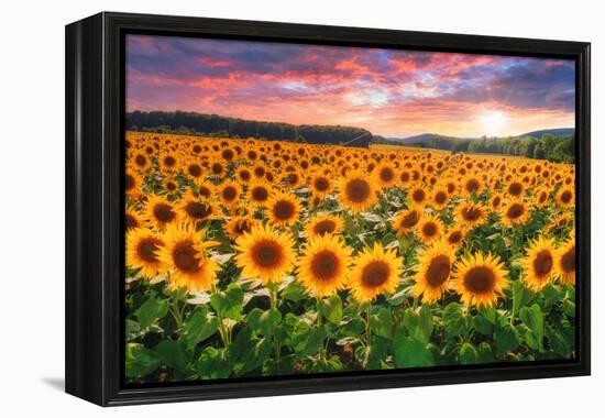 Sunset Over Sunflower Field-Philippe Sainte-Laudy-Framed Premier Image Canvas