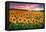 Sunset Over Sunflower Field-Philippe Sainte-Laudy-Framed Premier Image Canvas