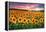 Sunset Over Sunflower Field-Philippe Sainte-Laudy-Framed Premier Image Canvas