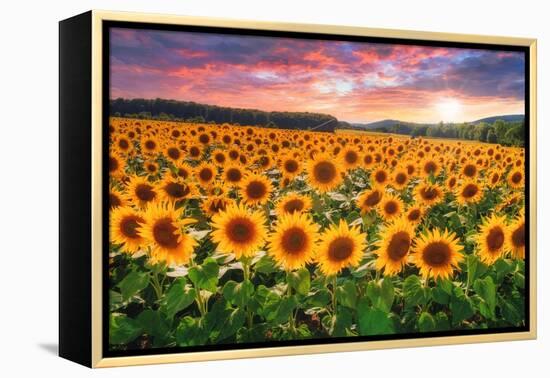 Sunset Over Sunflower Field-Philippe Sainte-Laudy-Framed Premier Image Canvas