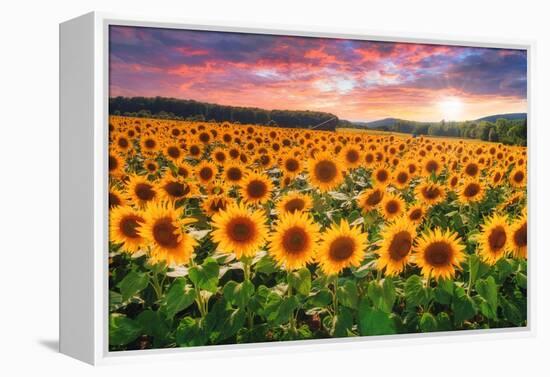 Sunset Over Sunflower Field-Philippe Sainte-Laudy-Framed Premier Image Canvas