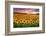 Sunset Over Sunflower Field-Philippe Sainte-Laudy-Framed Photographic Print