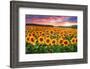 Sunset Over Sunflower Field-Philippe Sainte-Laudy-Framed Photographic Print