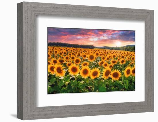 Sunset Over Sunflower Field-Philippe Sainte-Laudy-Framed Photographic Print