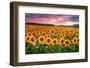 Sunset Over Sunflower Field-Philippe Sainte-Laudy-Framed Photographic Print