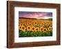 Sunset Over Sunflower Field-Philippe Sainte-Laudy-Framed Photographic Print