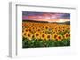 Sunset Over Sunflower Field-Philippe Sainte-Laudy-Framed Photographic Print
