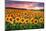 Sunset Over Sunflower Field-Philippe Sainte-Laudy-Mounted Photographic Print