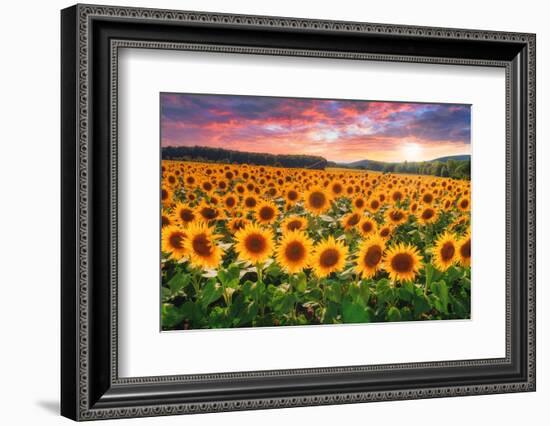 Sunset Over Sunflower Field-Philippe Sainte-Laudy-Framed Photographic Print