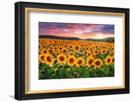 Sunset Over Sunflower Field-Philippe Sainte-Laudy-Framed Photographic Print