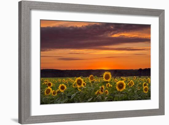 Sunset over Sunflowers-Michael Blanchette Photography-Framed Photographic Print