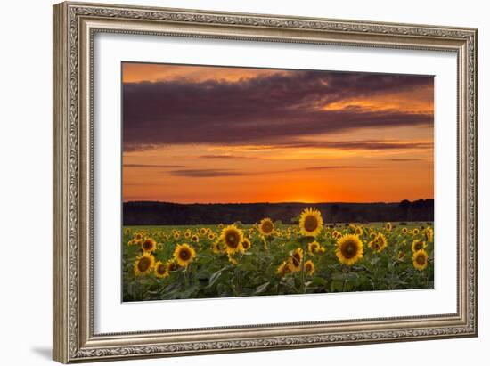 Sunset over Sunflowers-Michael Blanchette Photography-Framed Photographic Print