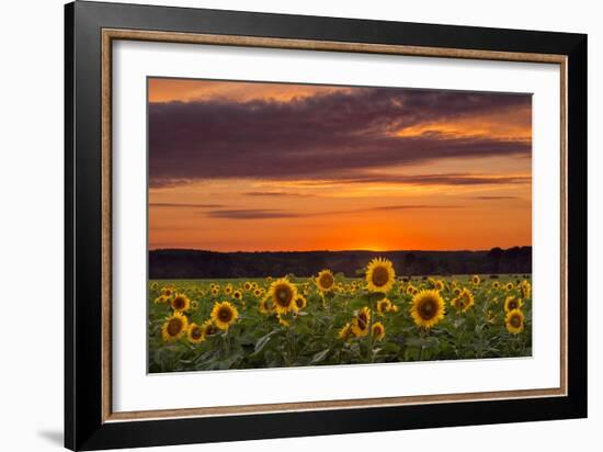 Sunset over Sunflowers-Michael Blanchette Photography-Framed Photographic Print