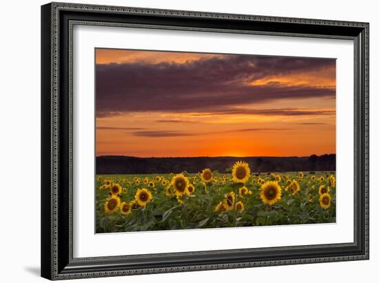 Sunset over Sunflowers-Michael Blanchette Photography-Framed Photographic Print