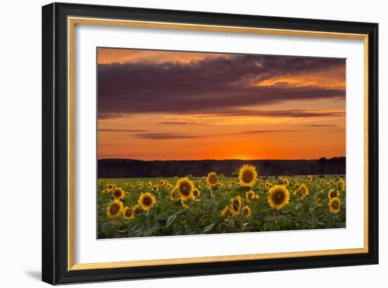 Sunset over Sunflowers-Michael Blanchette Photography-Framed Photographic Print