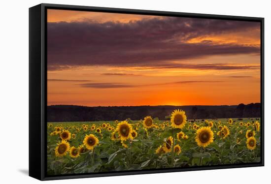 Sunset over Sunflowers-Michael Blanchette Photography-Framed Stretched Canvas