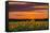 Sunset over Sunflowers-Michael Blanchette Photography-Framed Stretched Canvas