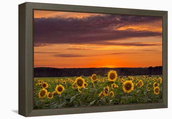 Sunset over Sunflowers-Michael Blanchette Photography-Framed Premier Image Canvas