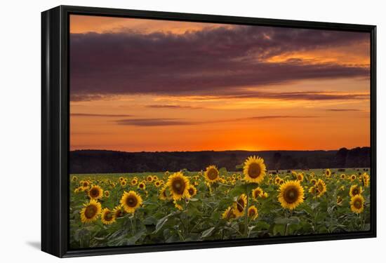 Sunset over Sunflowers-Michael Blanchette Photography-Framed Premier Image Canvas