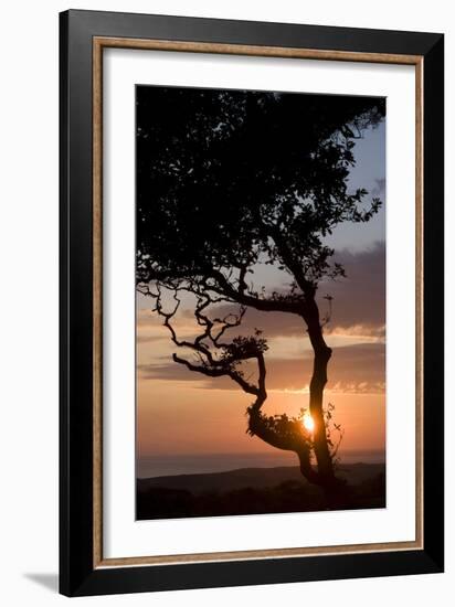 Sunset over the Atlantic, Wooda Farm Near Bude, Cornwall, UK-Natalie Tepper-Framed Photo