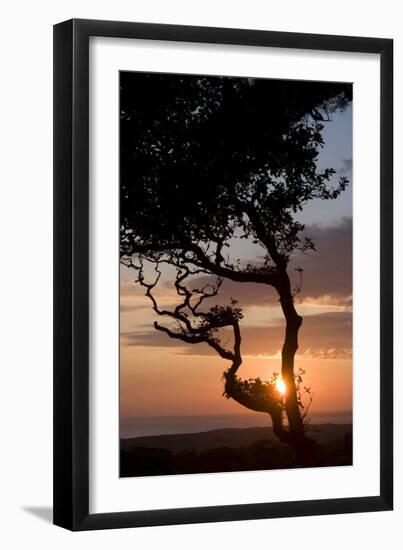 Sunset over the Atlantic, Wooda Farm Near Bude, Cornwall, UK-Natalie Tepper-Framed Photo